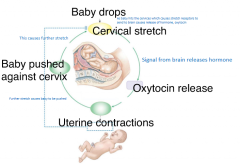 1) Baby drops (as baby hits cervices, this cause stretch receptors to send to brain causes release of hormone: oxytocin)

2) Cervical stretch which signal brain to release hromones

3) Oxytocin released 

4) Causes uterine contractions (if baby p...