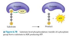 Through a process called substrate-level phosphorylation.  In this process an enzyme transfers a phosphate group from a substrate molecule directly to ADP, forming ATP