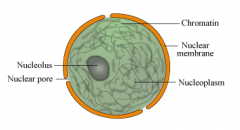 organelle surrounded by nuclear envelope with double membrane and contains many pores. Contains chromatin and nucleolus.
 
Function:
pores allow substances to move into and out of nucleus and cytoplasm. Nucleolus makes ribosomes.