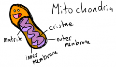 they're usually oval shaped and have a double membrane - the inner one is folded to form structures called cristae. Inside is the matrix which contains enzymes involved in respiration.
 
Function: site of aerobic respiration where ATP is produced....