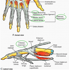 Complex network of fibrous/ligamentous bands which surrounds extensor tendons 
- Comprised of two lateral bands, a median band and a ‘hood’

Aids in binding tendon down to phalanges:
- Provides attachment point for lumbrical, thus allowing syn...