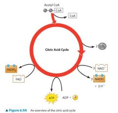 What is the yield of the citric acid cycle?