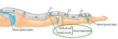 1. Synovial sheaths


2. Fibrous digital sheaths:
- Annular ligaments – thick bands covering tendons 
- Cruciate ligaments – thin criss-crossed bands close to the joint spaces