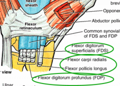 Floor and walls = carpals
Roof = flexor retinaculum

Contents: 
- 4 FDS
- 4 FDP
- FCR
- FPL