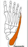 Abductor digiti minimi

Origin

Medial and lateral processes of tuberosity ofthe calcaneus															
Pathway

Runs along the plantar surface of the foot overa groove on the base of the 5th metatarsal 
Insertion

Lateral aspect of the base of ...