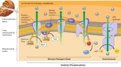 1. Electron transport chain, the hydrogens are pushed outside the membrane.


 


2. Chemiosmosis, the hydrogens are pulled back into mitochondria, generating ATP as they do so.