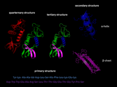 Protein structures range in size from tens to several thousand amino acids.
