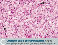 Chromaffin cells (arise from neural crest)