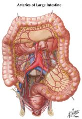 Sigmoid arteries