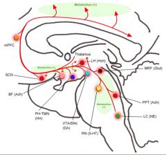 -ascending projections from the brainstem are though to activate thalamo cortical networks
-suprachiasmatic nucleus
-lateral hypothalamus
-medial prefrontal cortex