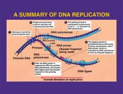 DNA Replication
