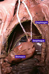 the internal organ in which the major part of the digestion of food occurs