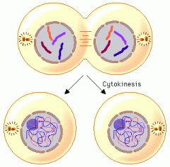 It occurs concurrently with two types of nuclear division, occurs in animals cells