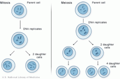 two cells results from cell cycle