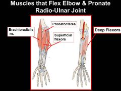 Brachioradialis= RADIAL NERVE**
pronator teres= median nerve
sup & deep flexors of wrist & digits= median nerve