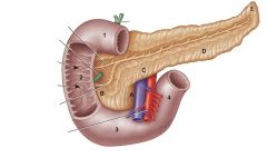 Accessory pancreatic duct