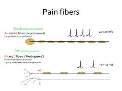 What is the difference between delta and C fibers? Which pain do you feel first?