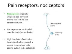 Which receptors are important for our NOCICEPTORS?