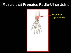 pronator quadratus= MEDIAN nerve