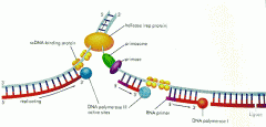 essential to DNA replication and usually work in pairs to create two identical DNA strands from a single original DNA molecule.