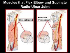 Biceps brachi= MUSCULOCUTANEOUS NERVE
brachialis= MUSCULOCUTANEOUS NERVE