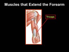The TRICEPS are responsible for EXTENDING the forearm. What nerve innervates them?