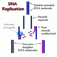 After DNA polymerase, outside DNA strand and inside DNA strand