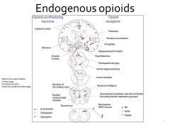 What are the three families of endogenous opioids that are in our bodies? What do they do?