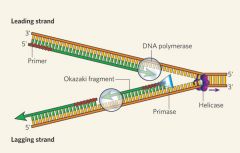 Two DNA parent strands run in different direction on a same DNA polymerase.
