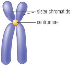 'one-half' of the duplicated chromosome.