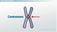 A centromere is a constricted region of a chromosome that separates it into a short arm (p) and a long arm (q).