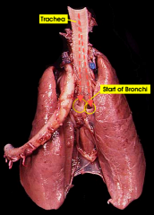 a large membranous tube reinforced by rings of cartilage, extending from the larynx to the bronchial tubes and conveying air to and from the lungs; the windpipe