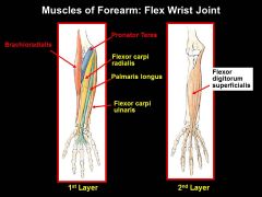 There are a SHITLOAD of muscles that FLEX the wrist joint (these are only the top two layers). Which ones are innervated by something OTHER THAN the MEDIAN NERVE that help to FLEX the WRIST joint?