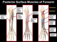 Out of all these muscles on the posterior forearm (all innervated by the RADIAL NERVE BTW), which ones are the tendons involved in a condition that make it painful to supinate your wrist when their tendons get irritated?