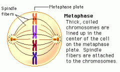 the third phase of mitosis