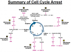 Cellcycle checkpoints inducing a ____ in response until the defects are repaired.
