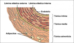 TUNICA INTIMA: es más delgada en las arterias musculares. Esta formada por:
-Revestimiento endotelial con su lamina basal
-Escasa capa subendotelial delgada de tejido conjuntivo
-Membrana elástica interna promintente que ayuda a distinguirla.