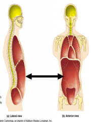 The area that houses the stomach, intestines, liver and some other organs