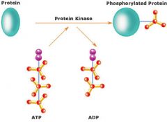 This transesterification produces a phosphorylated substrate and ADP. 