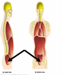 The region that is partially enclosed by the bony pelvis and contains the reproductive organs, (urinary) bladder and rectum