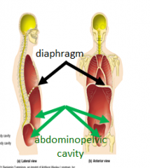 The cavity inferior to the diaphragm