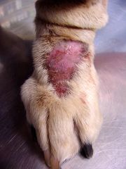 A dog presents in your clinic with the shown lesion. The owner says he licks himself a lot and chews his paws. What is the most likely diagnosis?