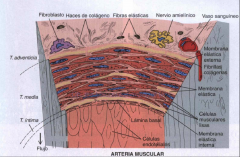 Al contrario de las arterias elásticas, la túnica media de las arterias musculares está compuesta casi en su totalidad por tejido muscular liso y escaso material
elástico. Esta separada de las otras dos tunicas por dos membranas elásticas, un...