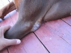 A large doberman comes to your clinic because the owner is concerned about what appear to be growths on his elbows (shown) and other bony prominences. He tells you that the dog sleeps in a wooden kennel outside. What is the most likely diagnosis?