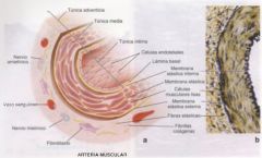 Esta compuesta por fibroblastos, fibras colágenas, fibras elásticas y en algunos casos adipocitos diseminados. Es GRUESA mas o menos del espesor de la tunica media y se separa de esta por una Membrana elastica externa reconocible. Discurren nerv...