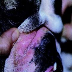 A bulldog presents to you with the following lesion. The owner says she took the dog swimming about a week or so ago and the dog didn't dry properly it seemed as his face was still damp between the folds a few days later, when she noticed they wer...