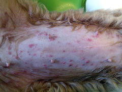 A young pup that has been seen recently presents to you with superficial pustular lesions on its ventrum. You suspect this is due to a bacterial overgrowth as this puppy is likely starting puberty. What is the most likely diagnosis for these lesio...