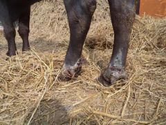 You are called out to examine a herd of cows with lesions around their hooves like shown. The farmer tells you about how it has rained a lot recently and he has kept them in a very muddy paddock overnight to stop them ruining the pasture for the l...