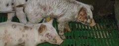 You are called out to a pig farm because a few piglets have skin lesions around their eyes, ears, snout and chins with some piglets having an oily exudate over the entire body. What is the likely diagnosis?
