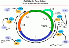acts as a signal to the cell to pass to the next cell cycle phase.